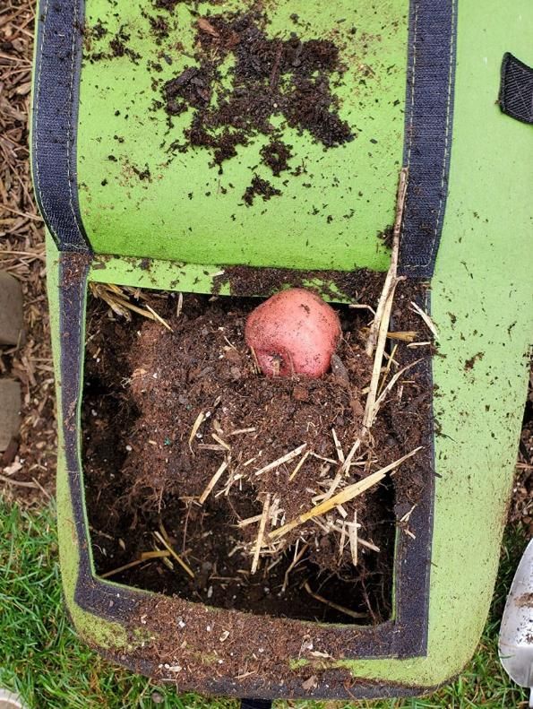 Potato Grow Bag with Harvest Window for Root Vegetables